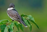 Eastern Kingbird