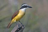 Great Kiskadee