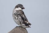 Least Auklet