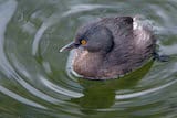 Least Grebe