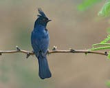 Phainopepla