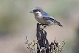 Pygmy Nuthatch