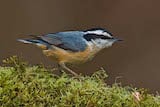 Red-breasted Nuthatch