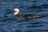 Red-throated Loon