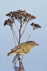 Ruby-crowned Kinglet