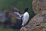 Thick-billed Murre