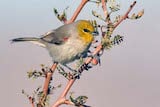 Verdin