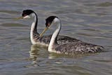 Western Grebe