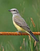 Western Kingbird