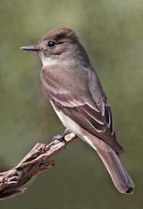 Western Wood-Pewee