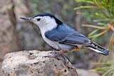 White-breasted Nuthatch