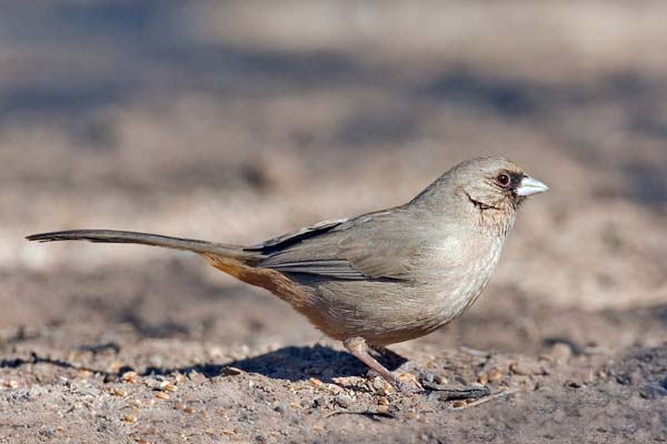 Abert's Towhee | Pipilo aberti photo