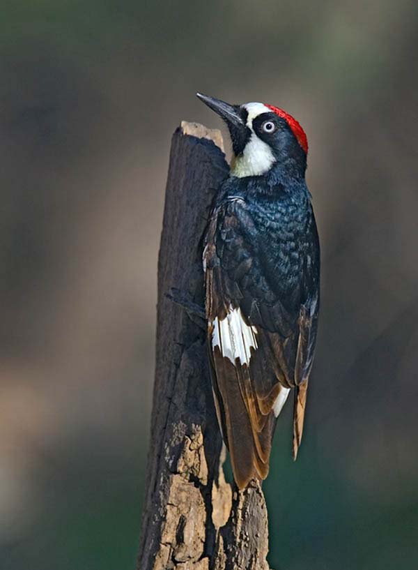 Acorn Woodpecker | Melanerpes formicivorus photo