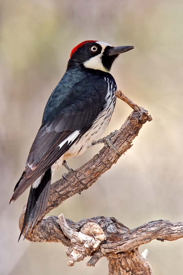 Acorn Woodpecker | Melanerpes formicivorus photo