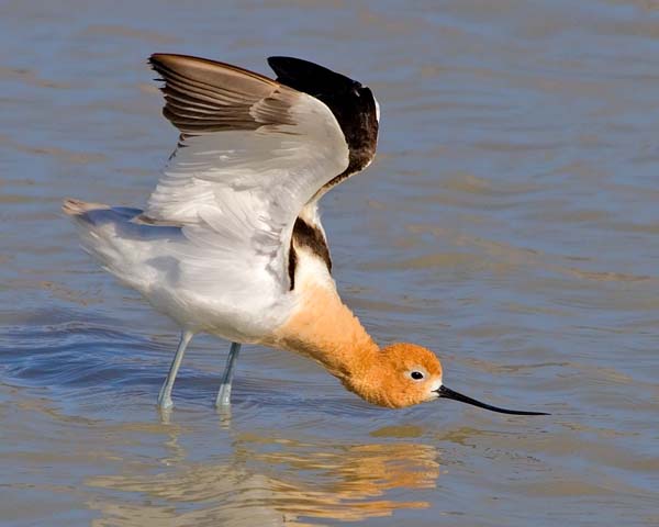 American Avocet | Recurvirostra americana photo