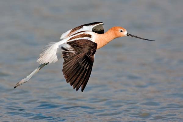 American Avocet | Recurvirostra americana photo