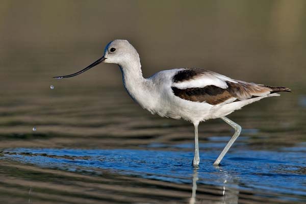 American Avocet | Recurvirostra americana photo