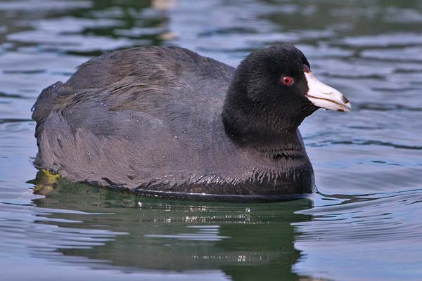 American Coot | Fulica americana photo