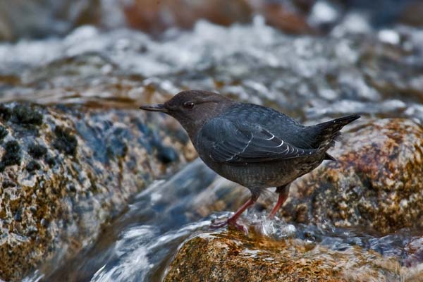 American Dipper | Cinclus mexicanus photo