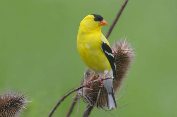 American Goldfinch | Carduelis tristis photo