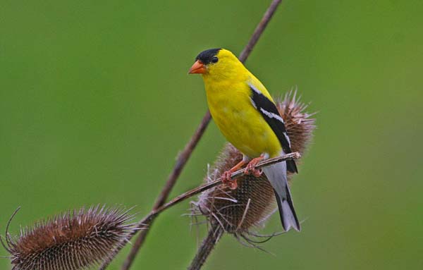American Goldfinch | Carduelis tristis photo