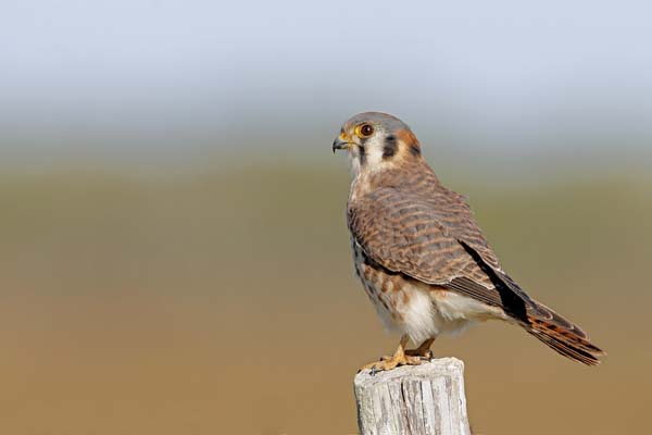 American Kestrel | Falco sparverius photo