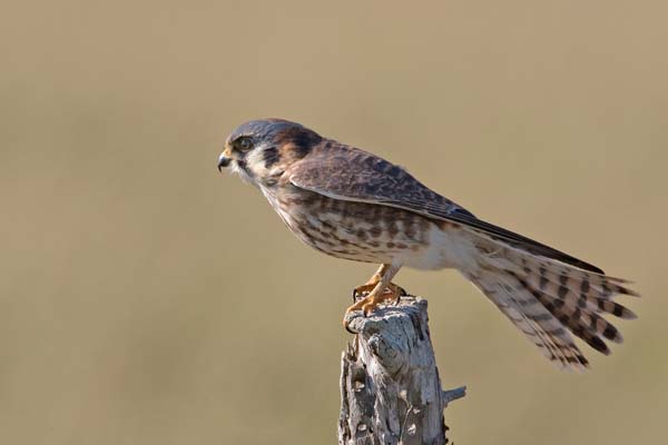 American Kestrel | Falco sparverius photo