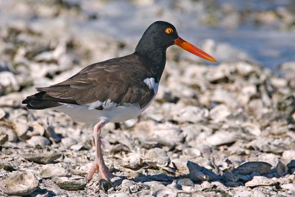 American Oystercatcher | Haematopus palliatus photo