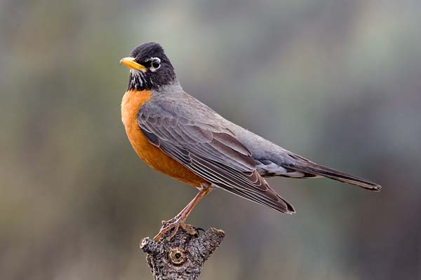 American Robin | Turdus migratorius photo