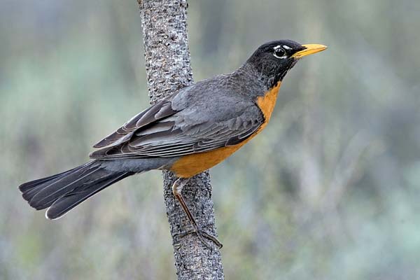 American Robin | Turdus migratorius photo