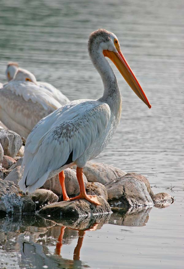 American White Pelican | Pelecanus erythrorhynchos photo