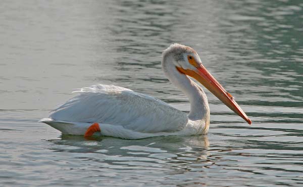 American White Pelican | Pelecanus erythrorhynchos photo