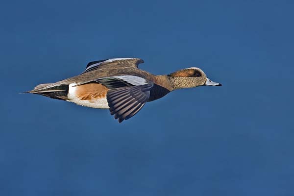 American Wigeon | Anas americana photo