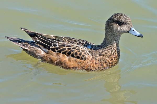 American Wigeon | Anas americana photo