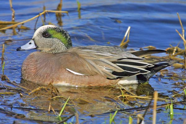 American Wigeon | Anas americana photo