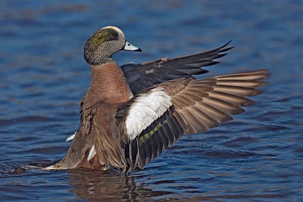 American Wigeon | Anas americana photo