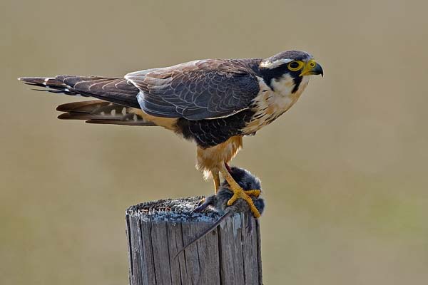 Aplomado Falcon | Falco femoralis photo