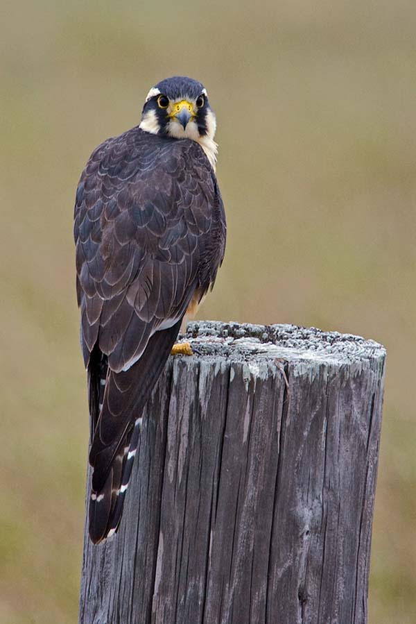 Aplomado Falcon | Falco femoralis photo