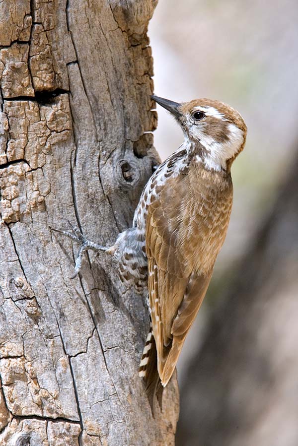 Arizona Woodpecker | Picoides arizonae photo