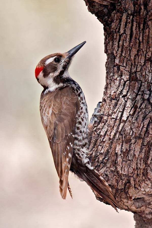 Arizona Woodpecker | Picoides arizonae photo