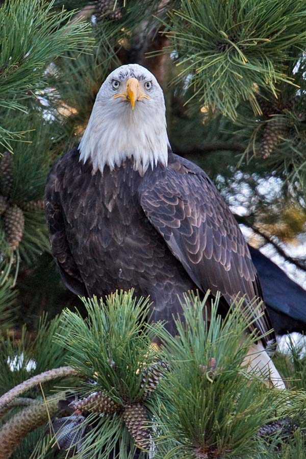 Bald Eagle | Haliaeetus leucocephalus photo