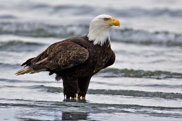 Bald Eagle | Haliaeetus leucocephalus photo