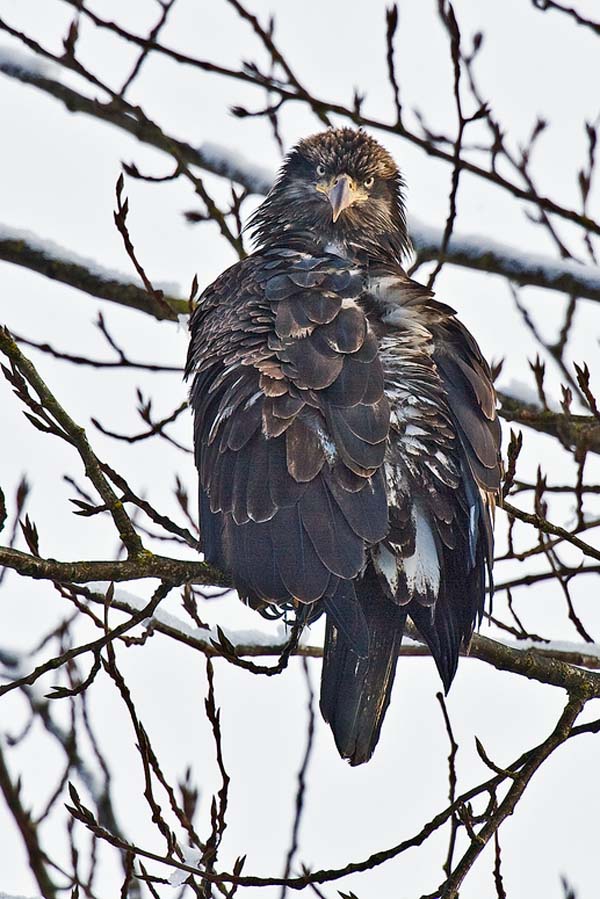 Bald Eagle | Haliaeetus leucocephalus photo