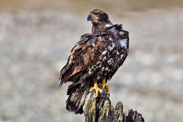 Bald Eagle | Haliaeetus leucocephalus photo