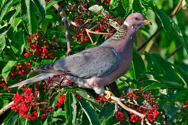 Band-tailed Pigeon | Patagioenas fasciata photo