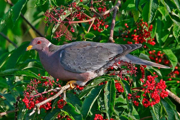 Band-tailed Pigeon | Patagioenas fasciata photo