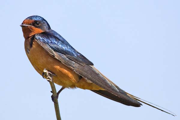 Barn Swallow | Hirundo rustica photo