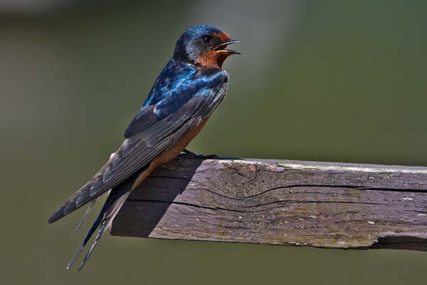 Barn Swallow | Hirundo rustica photo