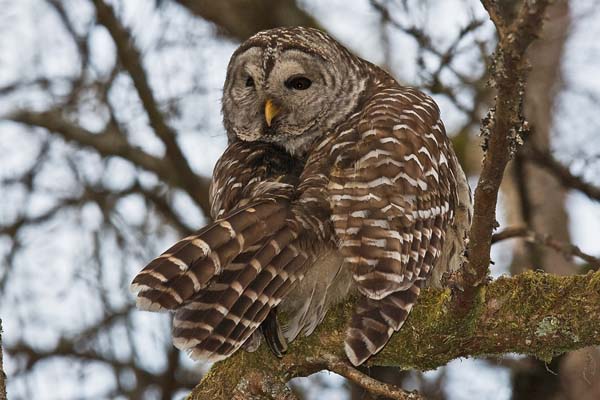 Barred Owl | Strix varia photo