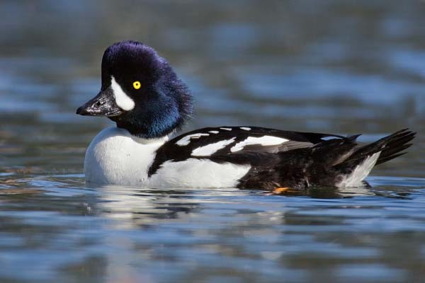 Barrow's Goldeneye | Bucephala islandica photo